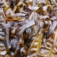 Wakame (Alaria) powder 25kg